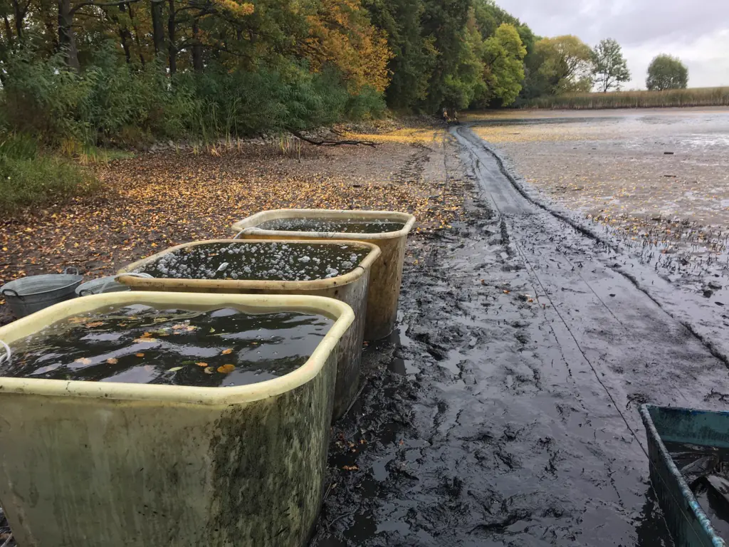 Abfischen im Herbst am abgelassenen Teich