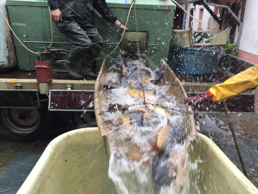 Frisch abgefischte Fische
