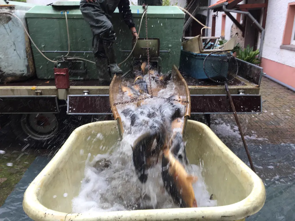 Frisch gefangene Fische werden umgesetzt