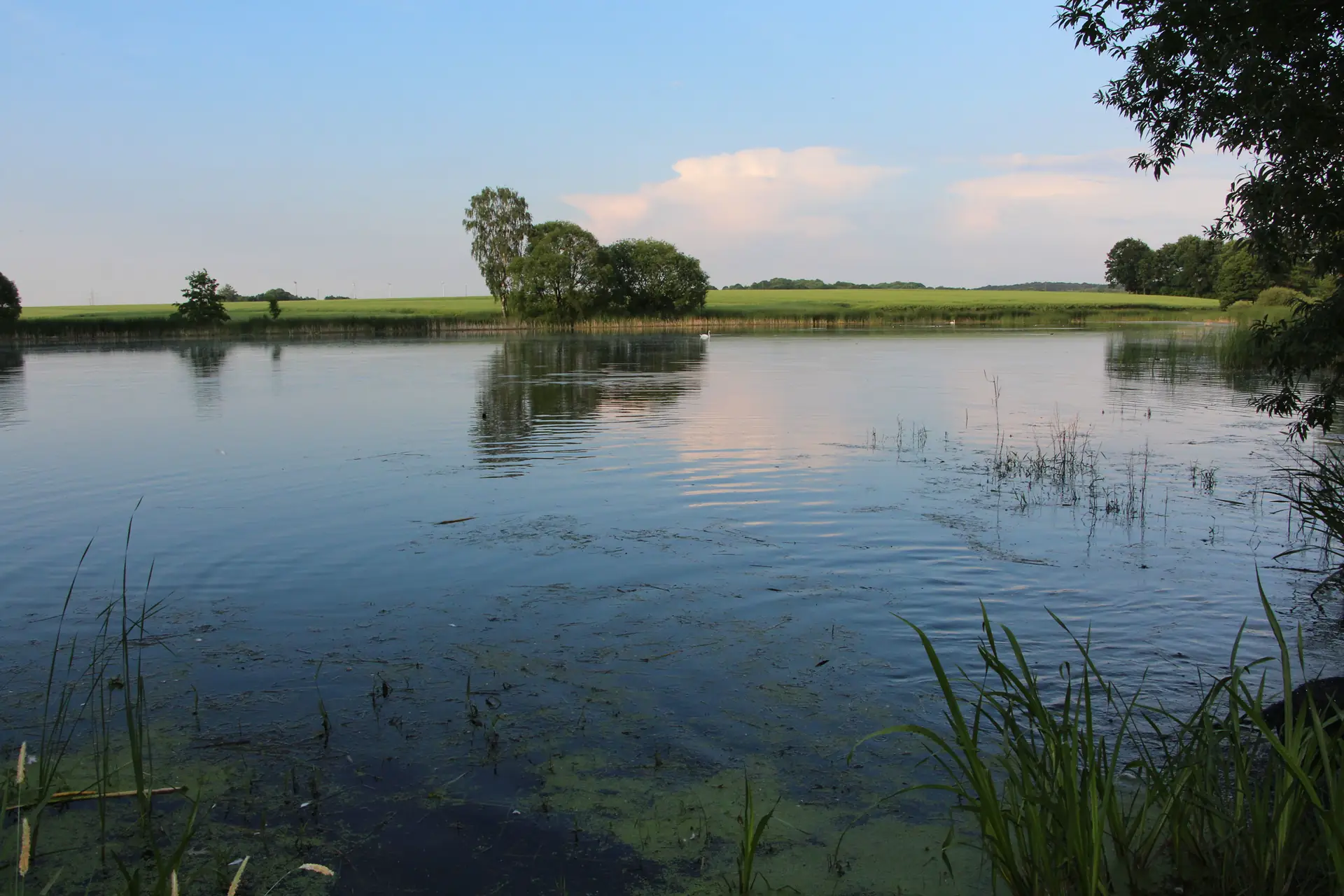 Teich bei Frohburg