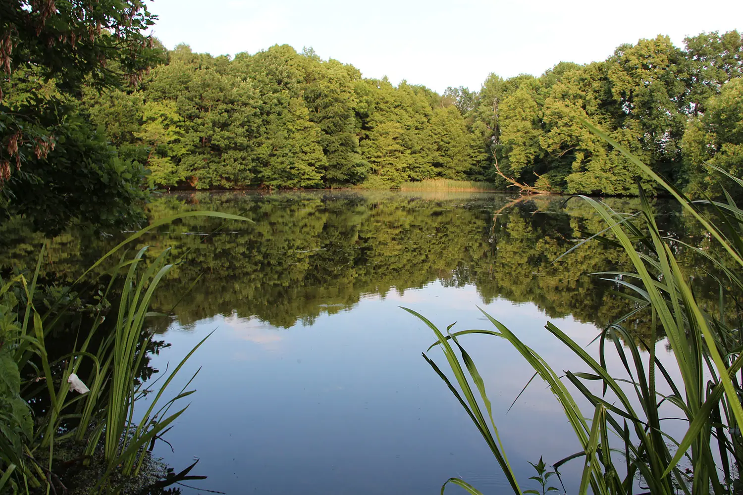 Teich der Fischerei Weber im Sommer